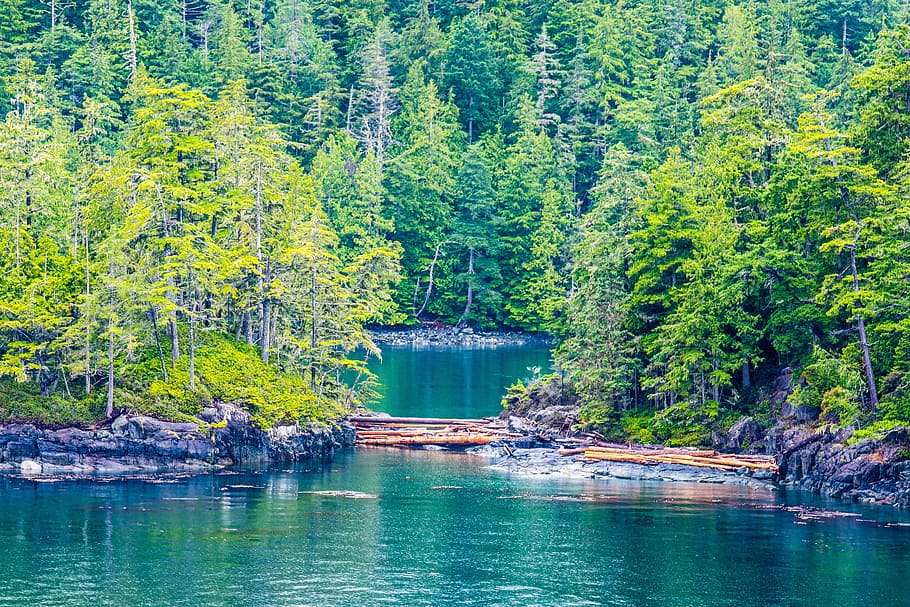 forest, dam, woods, nature, landscape, tree, river, plant, water HD wallpaper
