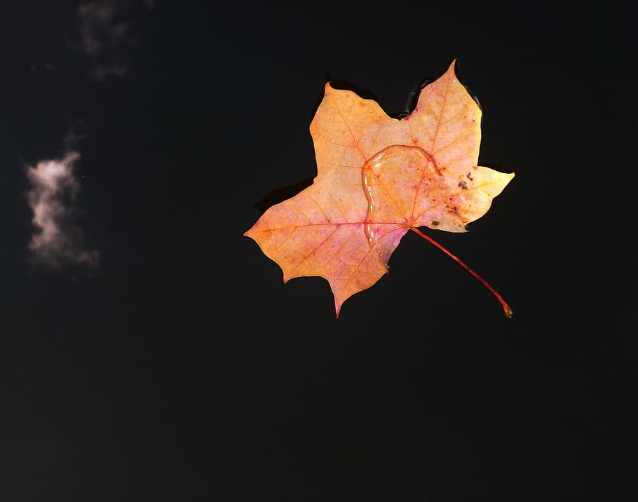 sheet, autumn, water level, brown, lake, change, plant part HD wallpaper