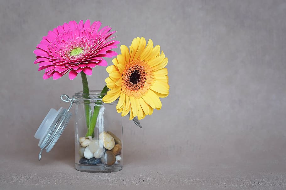 yellow and pink petaled flowers in clear glass jar, gerbera, vase, HD wallpaper