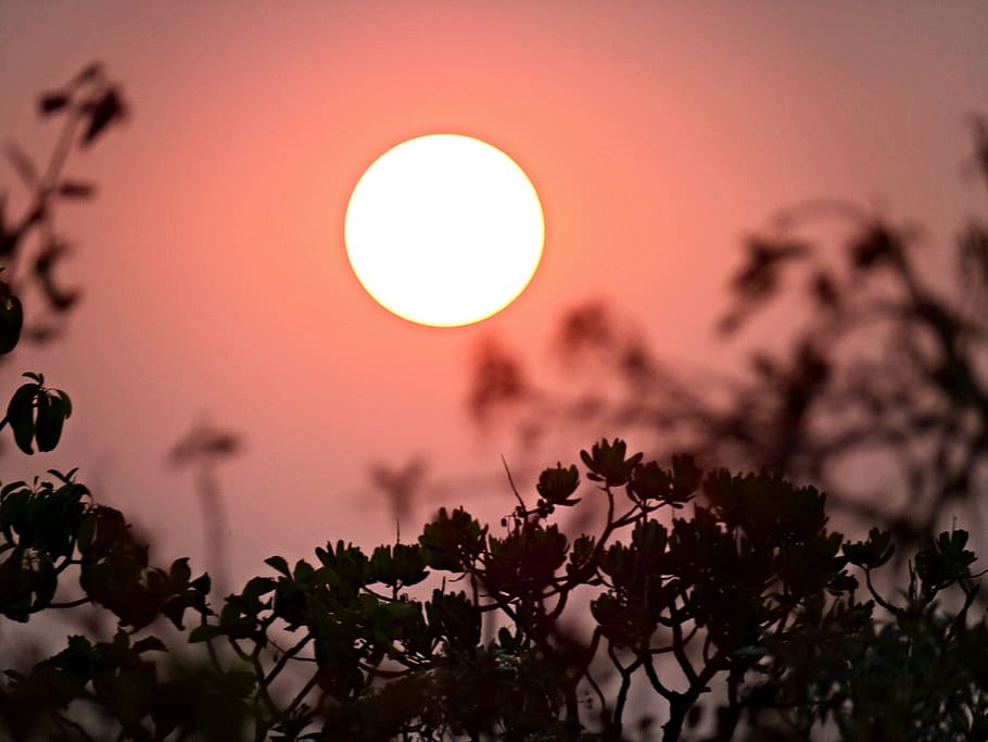 nature, eventide, red, sol, by sunsets, plant, sky, tree, beauty in nature HD wallpaper