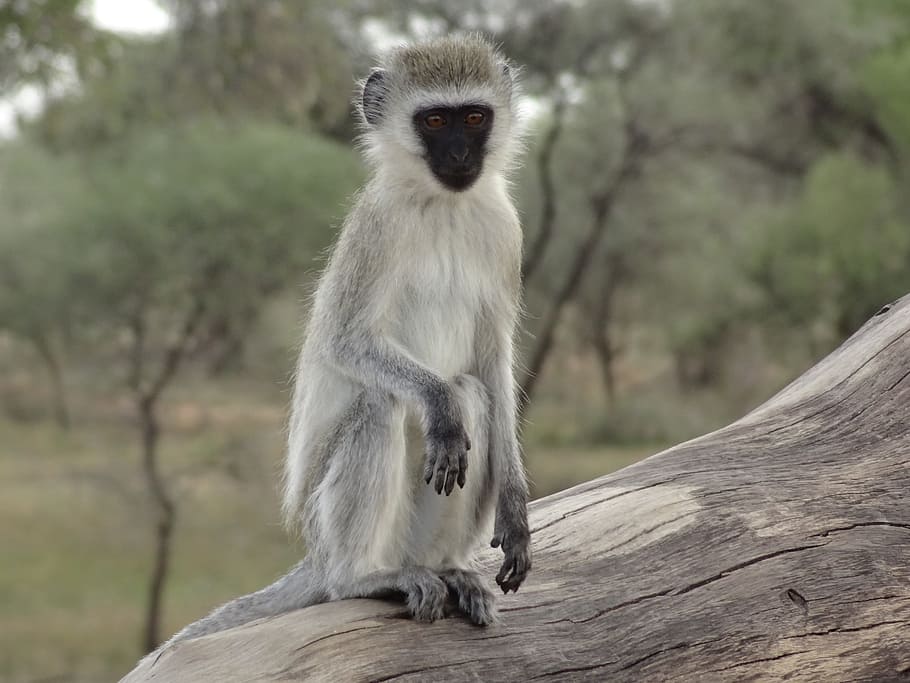 monkey, portrait, human, animals in the wild, animal wildlife HD wallpaper