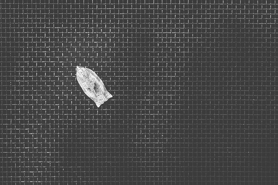 white textile, black and white, insect, minimalism, macro, nature HD wallpaper