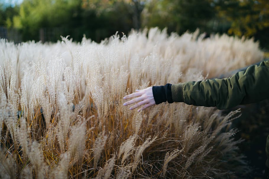 person walking near wheat field, person touching brown wheat field HD wallpaper