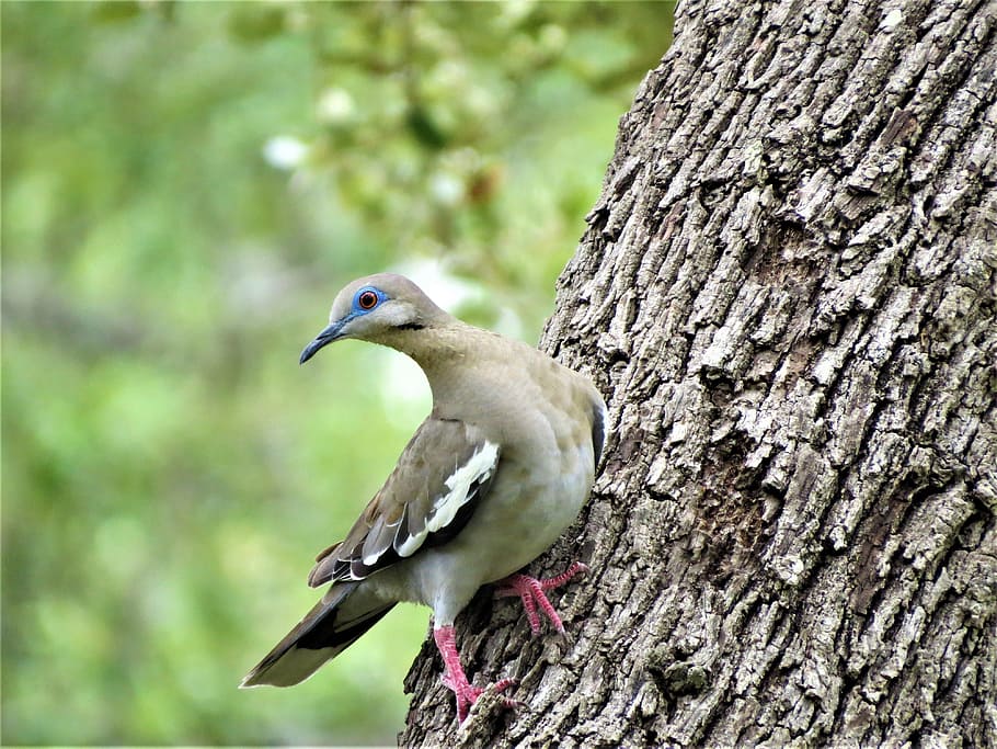 bird, dove, tree, wildlife, animal themes, animals in the wild HD wallpaper