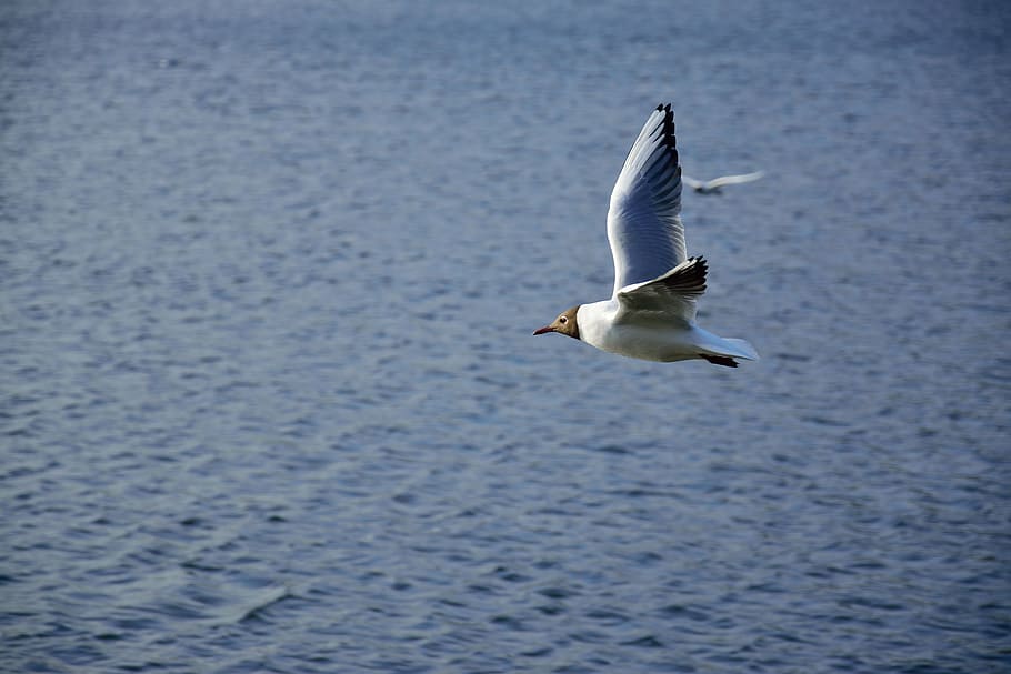 seagull, bird, flight, nature, wings, lake, animals, pen, wild birds HD wallpaper