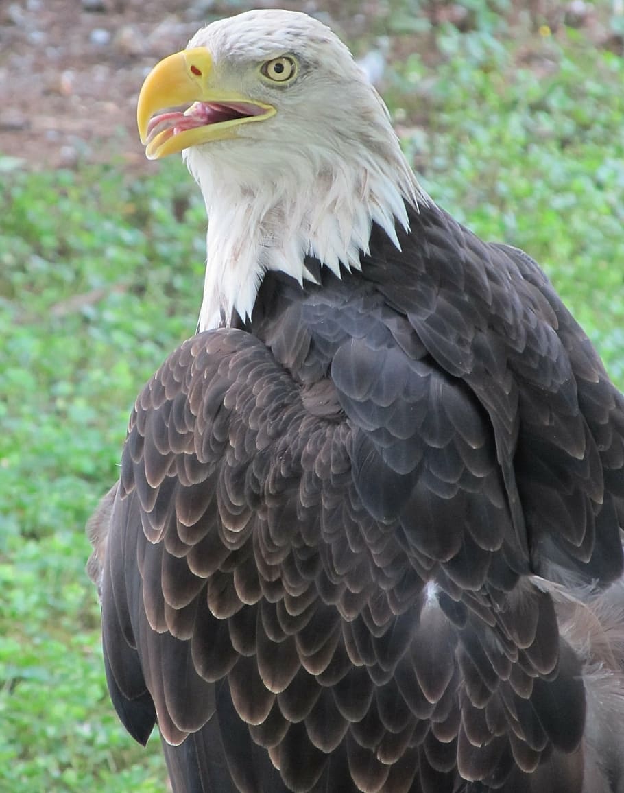 bald eagle, raptor, majestic, perched, bird, nature, tree, american HD wallpaper