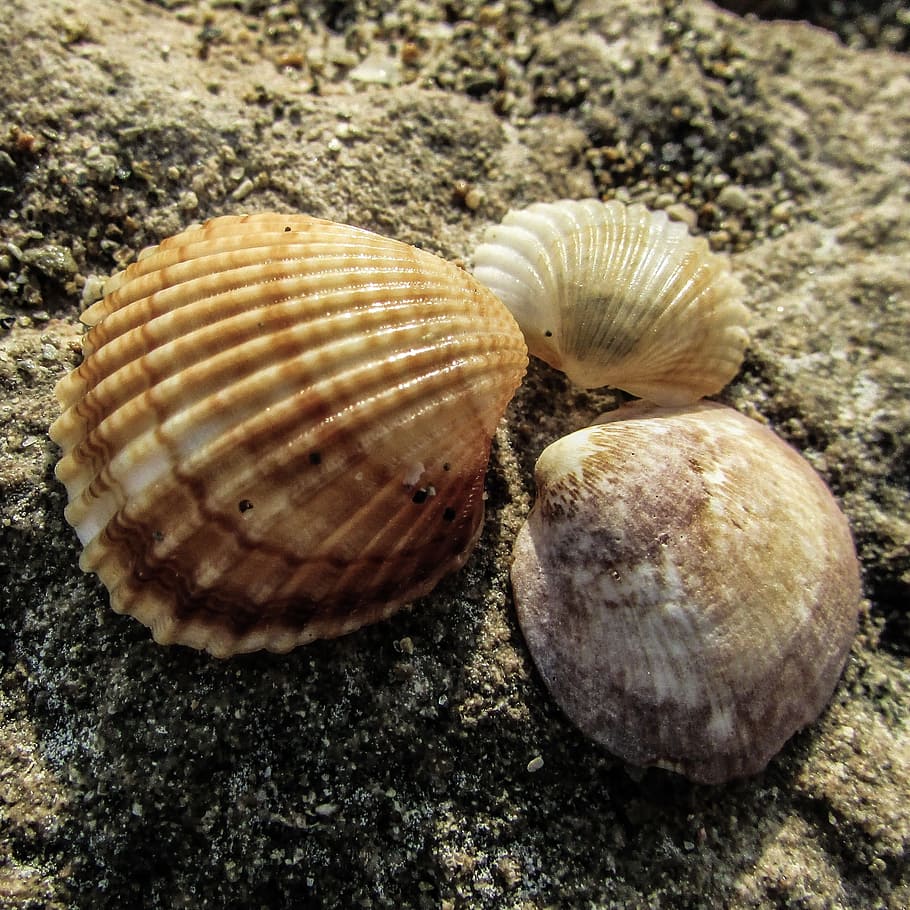 Shell, Beach, Nature, Seashells, animal shell, close-up, animal themes HD wallpaper