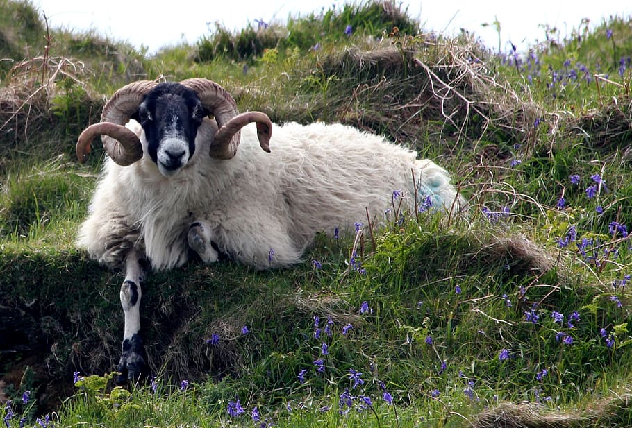 white ram resting on grass field, sheep, bluebell, nature, mammal