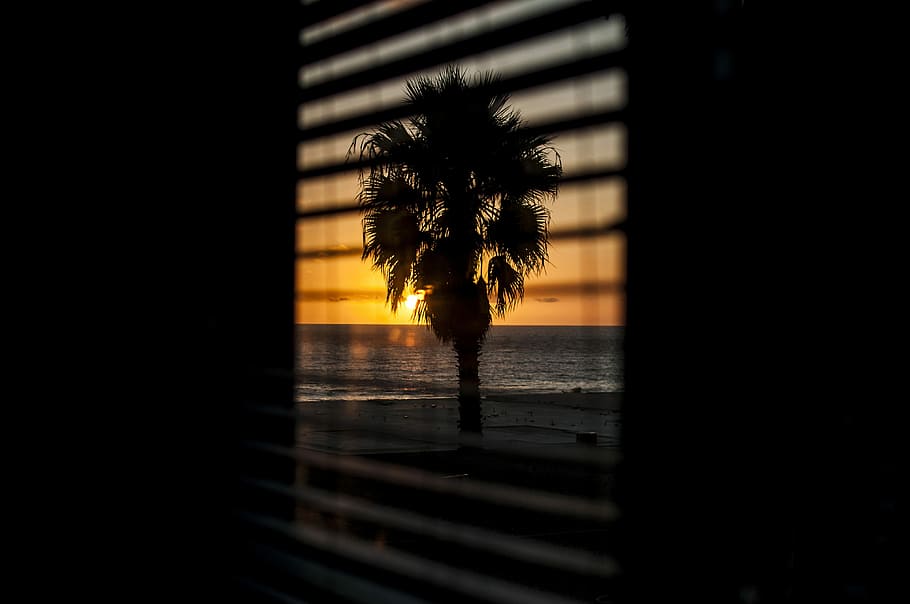 window with the view of silhouette of palm tree during orange sunset, silhouette window view of tree at sunset HD wallpaper