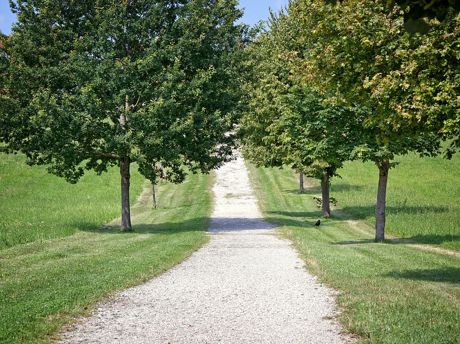 avenue, away, nature, trees, trail, forest road, lane, nature trail HD wallpaper