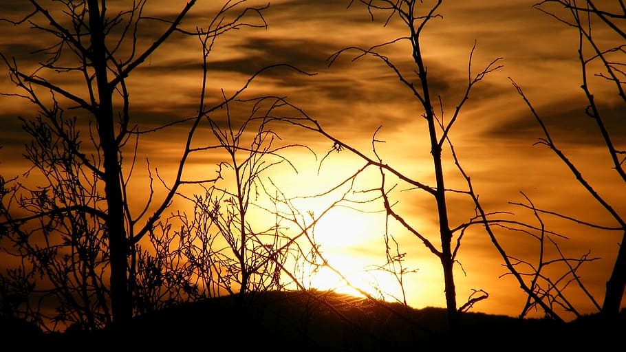 nature, trees, sunset, orange, silhouette, sky, plant, beauty in nature HD wallpaper