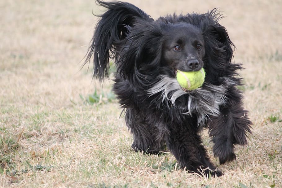 dog, small, cute, play, ball, mouth, adorable, pet, happy, park HD wallpaper