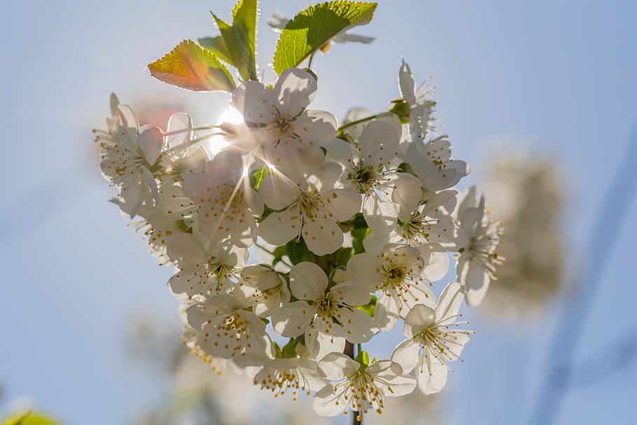 bleed, sun, spring, nature, summer, flower, flora, garden, landscape HD wallpaper