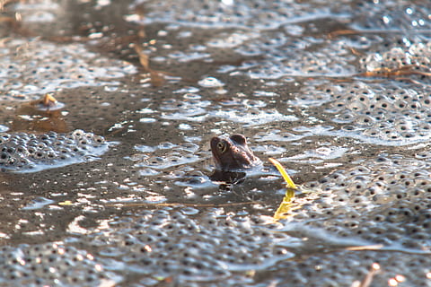 frog, spawn, water, frog spawn, egg, drop, amphibians, toad HD wallpaper