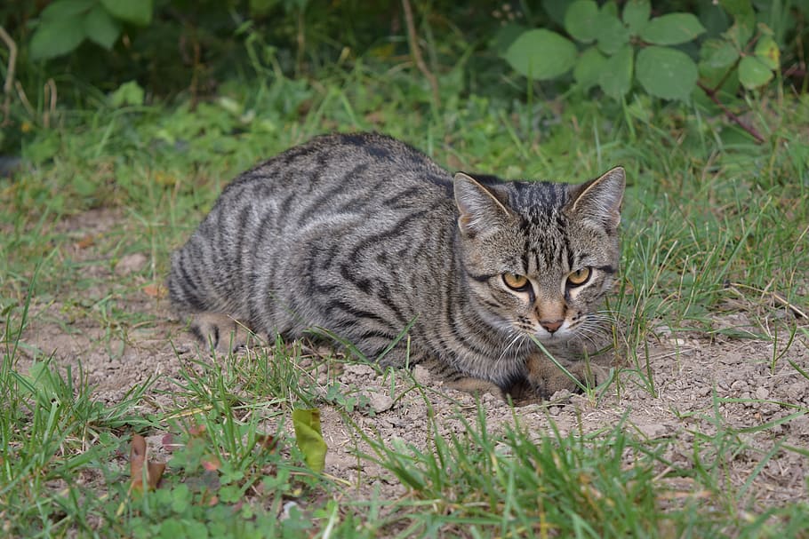 cat, sit, mackerel, animal, domestic cat, feline, animal themes HD wallpaper