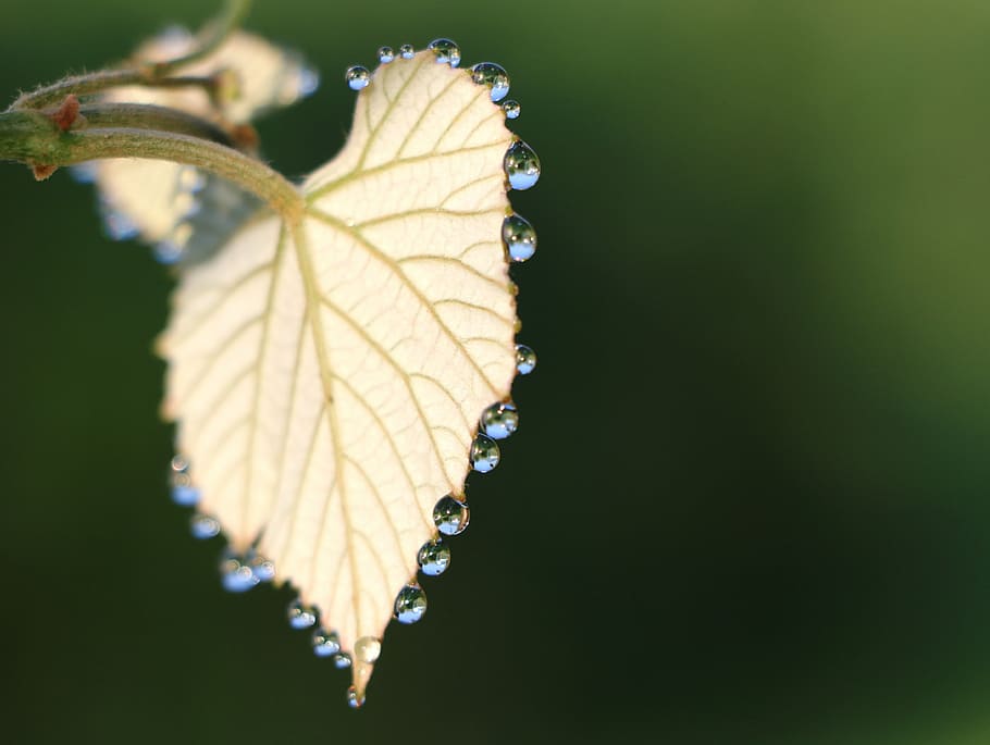 shallow focus photography of yellow leaf with droplets, rosa HD wallpaper