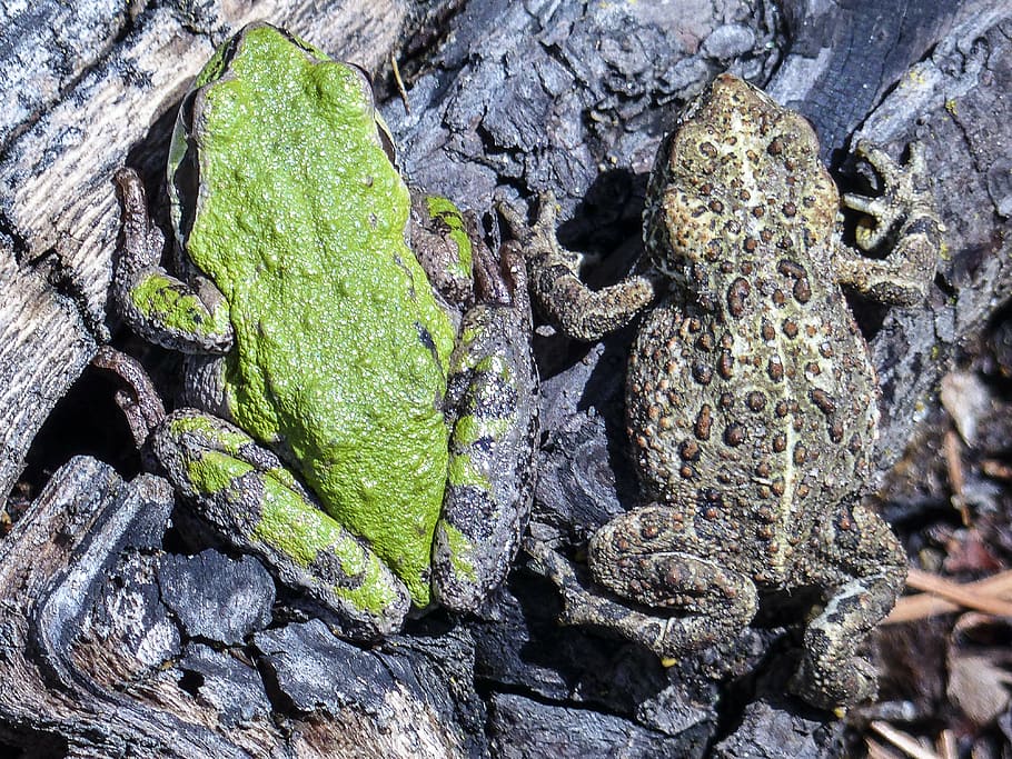 toad, frog, green tree frog, animal, amphibian, close-up, creature HD wallpaper