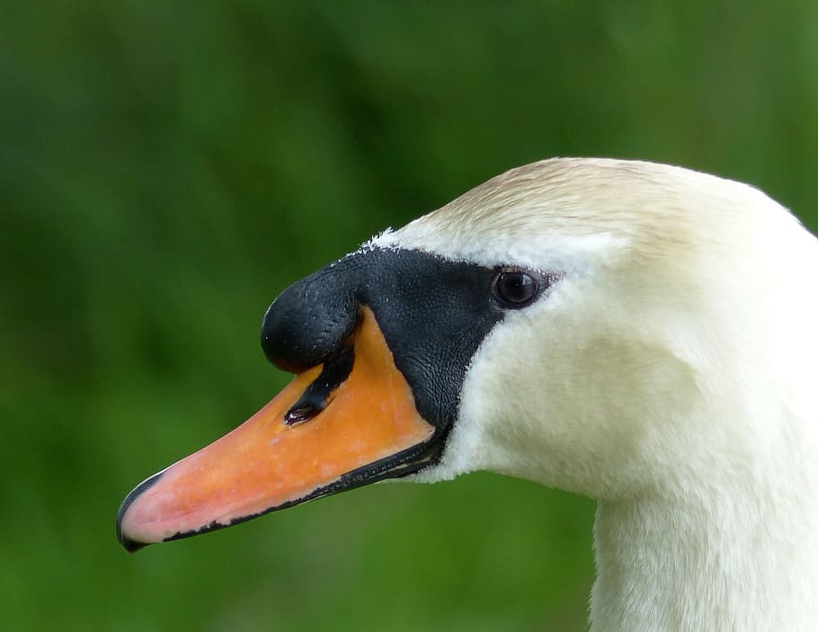 swan, bird, elegance, nature, white, cygnus, head, beak, animal themes HD wallpaper