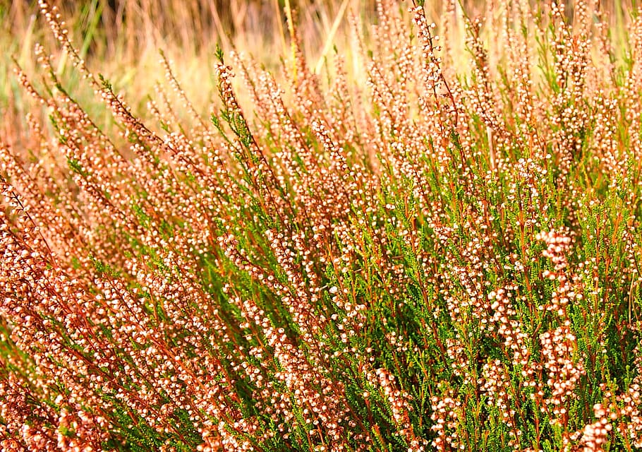 Heather, Sunlight, agriculture, nature, growth, field, plant HD wallpaper