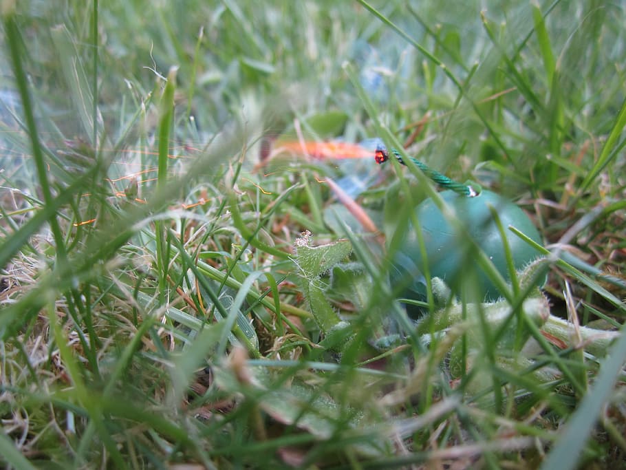 fuse, firecrackers, explosion, burning, bumm, plant, grass HD wallpaper