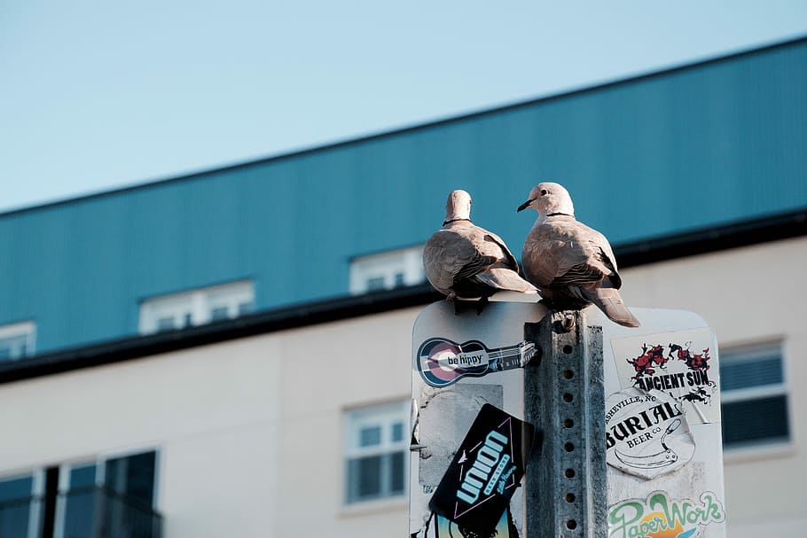 photo of two pigeons on signage, two pigeons on panel, bird, pair HD wallpaper