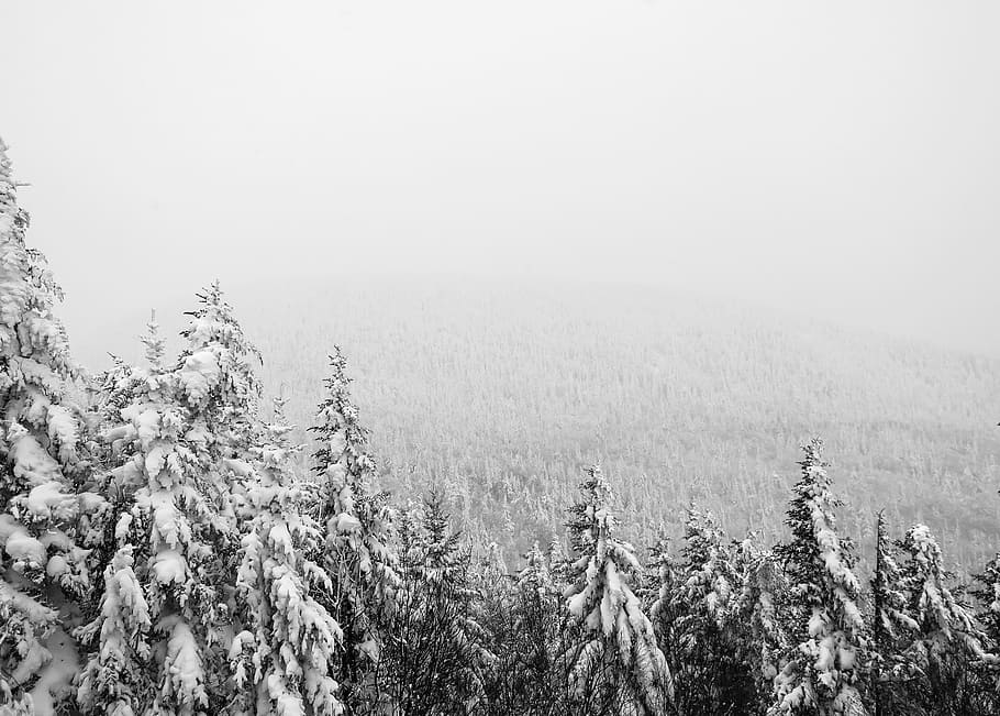 aerial photography of pine tree covered with snow, forest covered with snow HD wallpaper