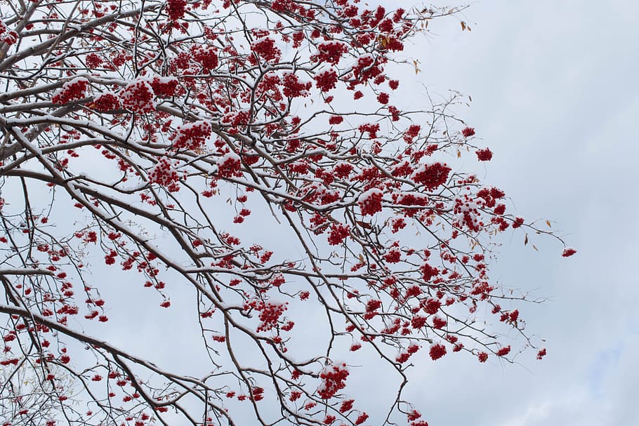 pink petaled tree during day time, rowan, winter, snow, landscape, HD wallpaper