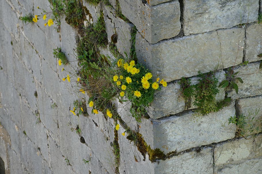 nature, the, bigest force, plant, wall - building feature, flowering plant HD wallpaper