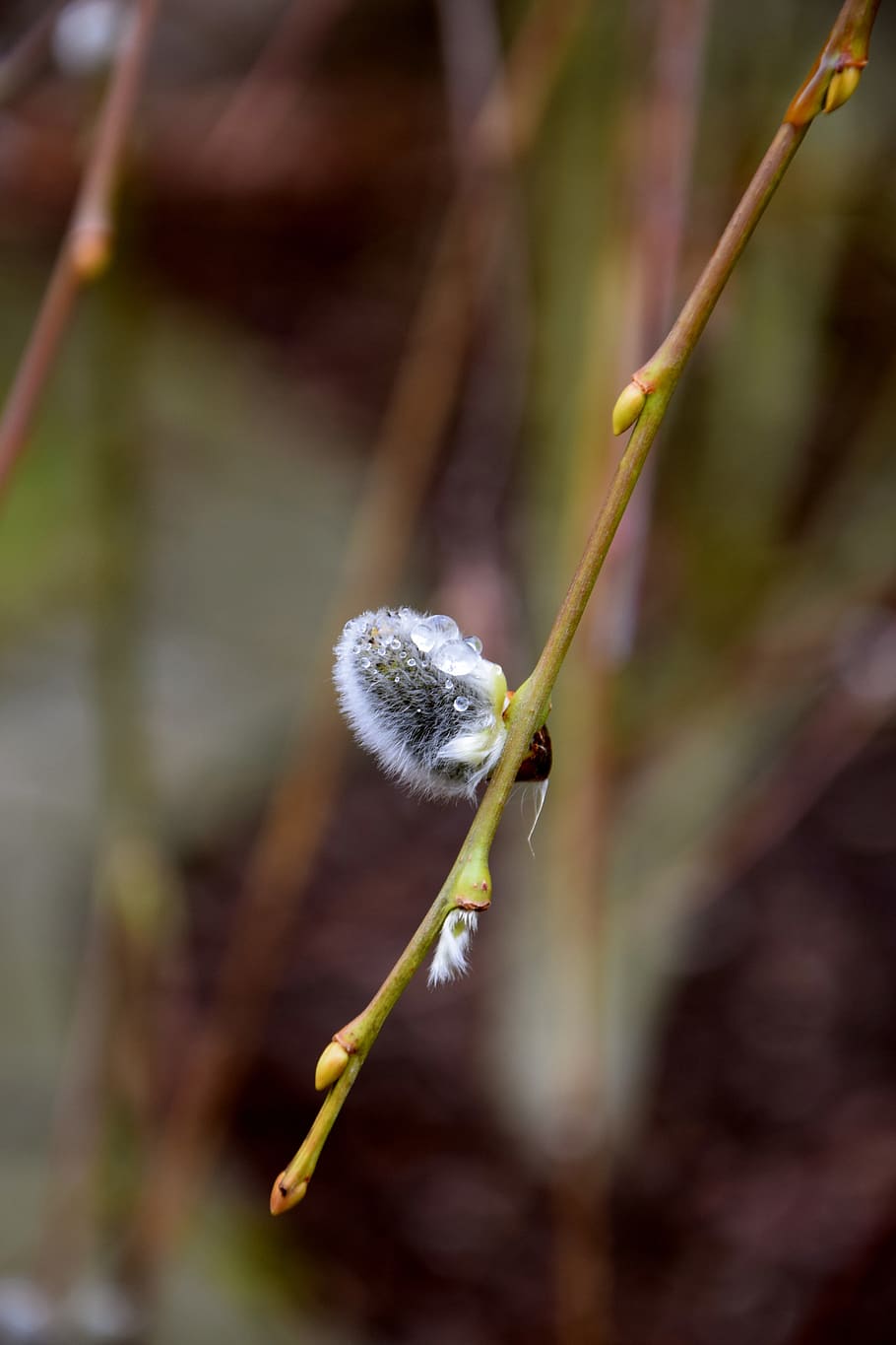 branch, drip, dew, wet, bud, nature, plant, focus on foreground HD wallpaper