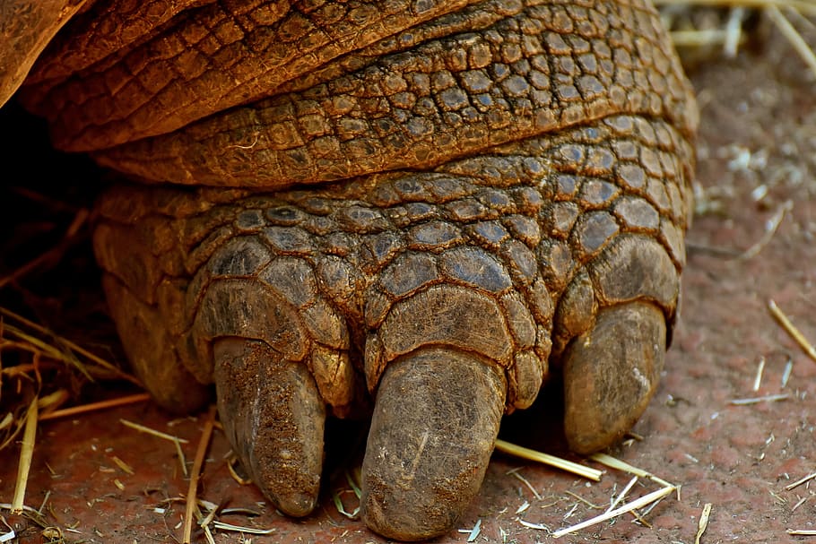 closeup photo of tortoise's foot on brown soil, Giant Tortoise HD wallpaper