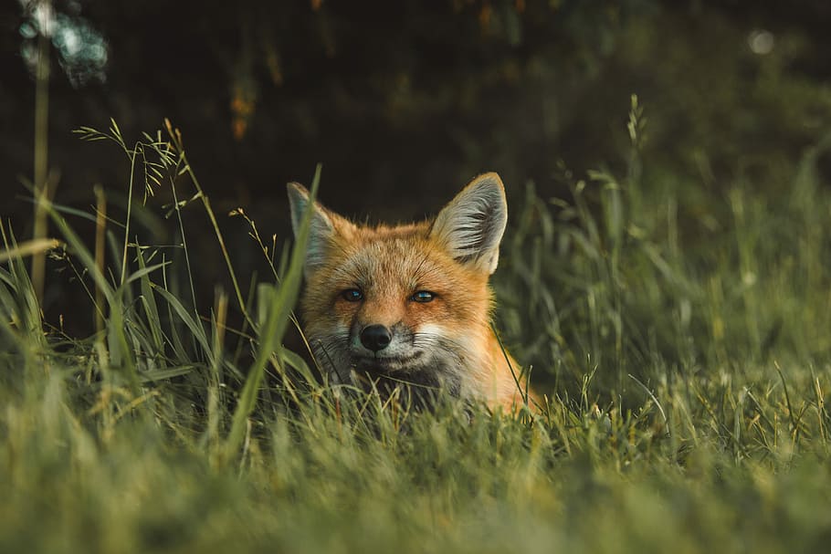 fox on green grass field during daytime, red fox standing on green grass, HD wallpaper