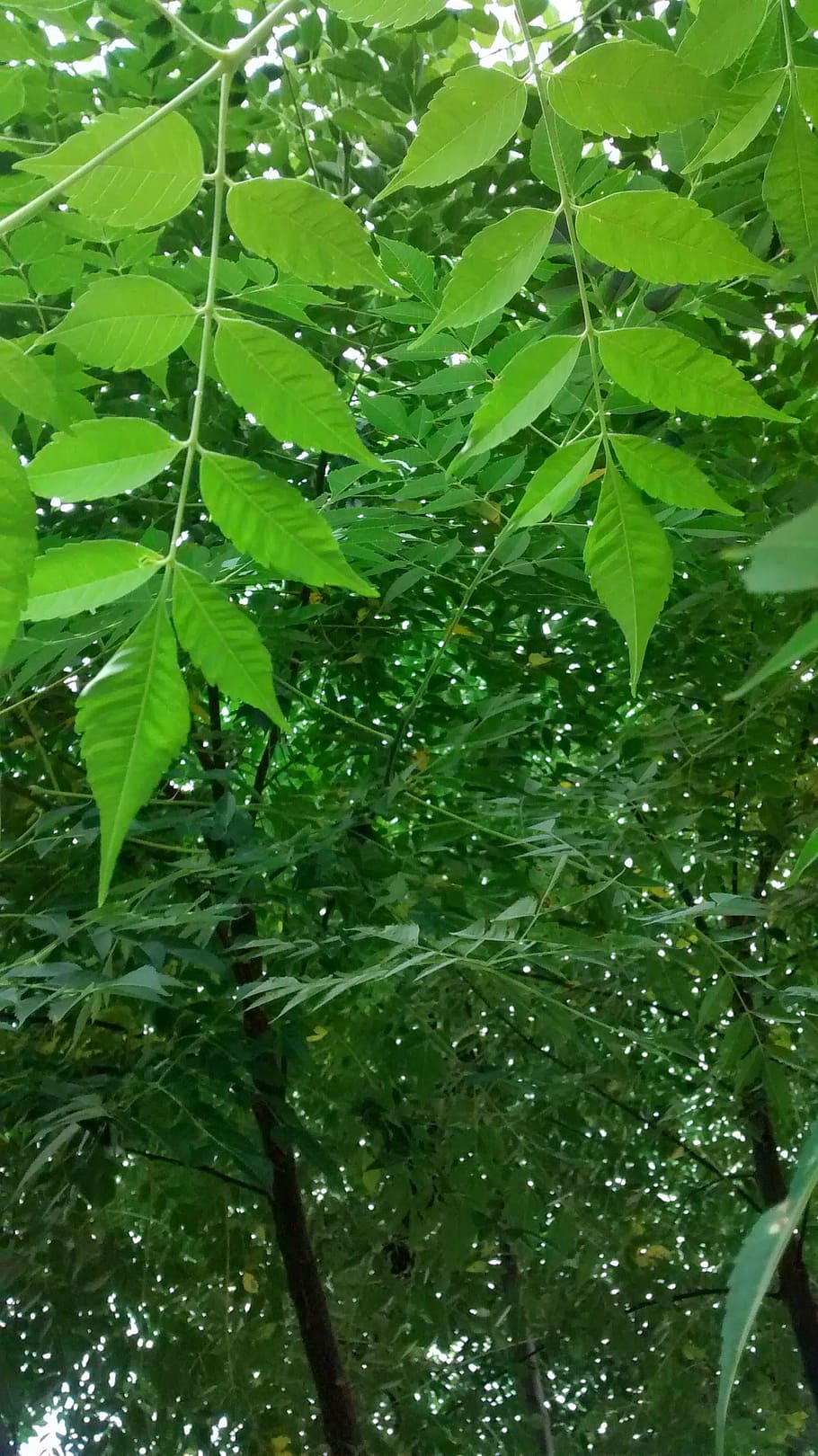 mato, nature, vegetation, leaf, plant part, green color, growth HD wallpaper