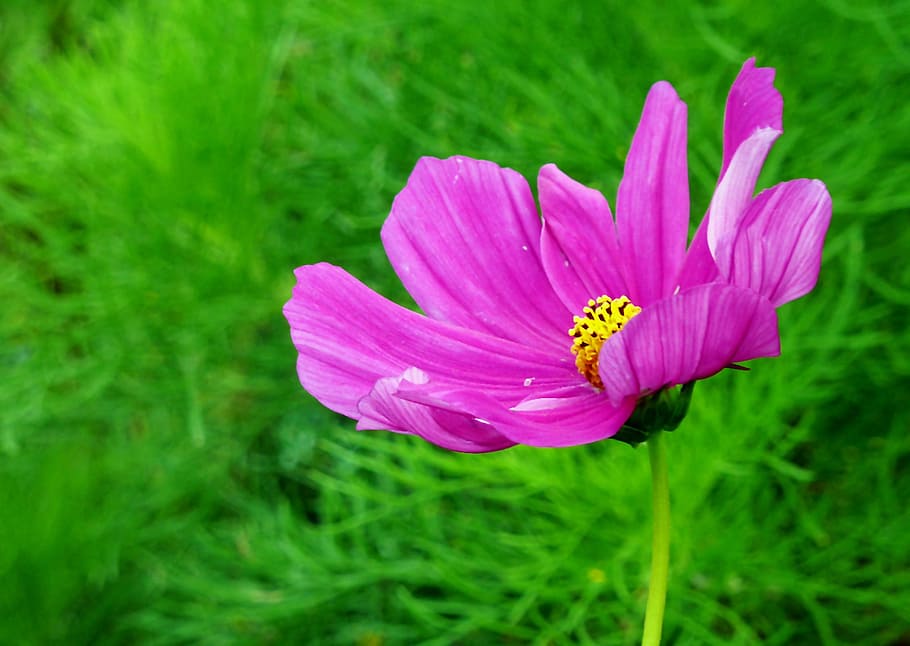 blossom, bloom, flower, bee, close, nature, daisies, pollination HD wallpaper