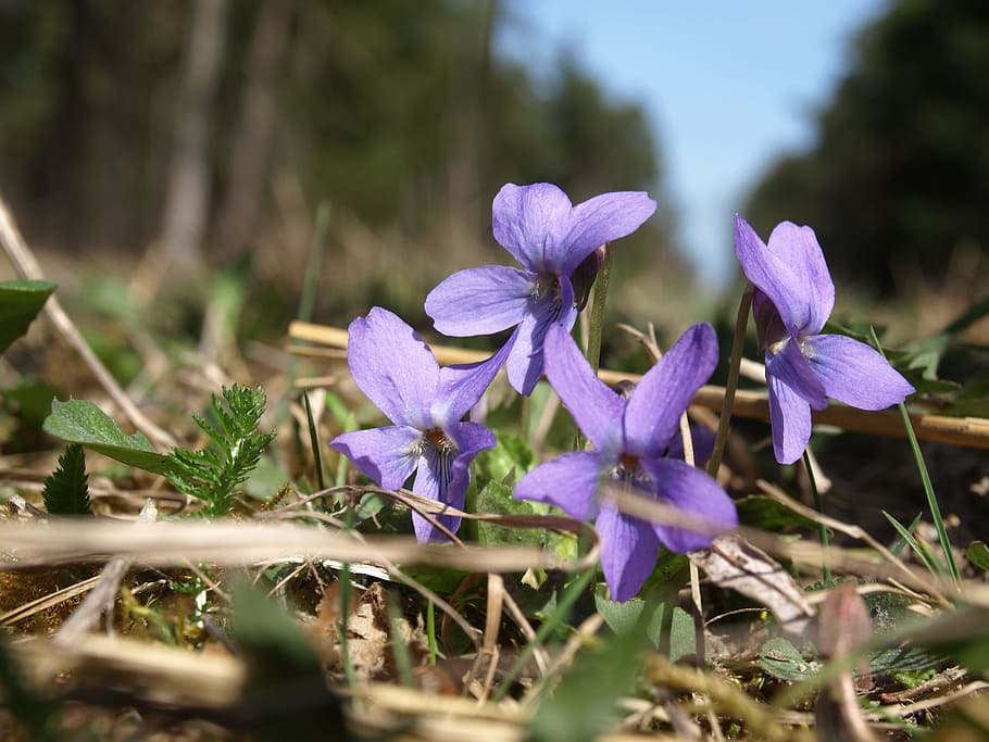 Purple, Forest Floor, Spring, violet, flower, grow grow, nature HD wallpaper