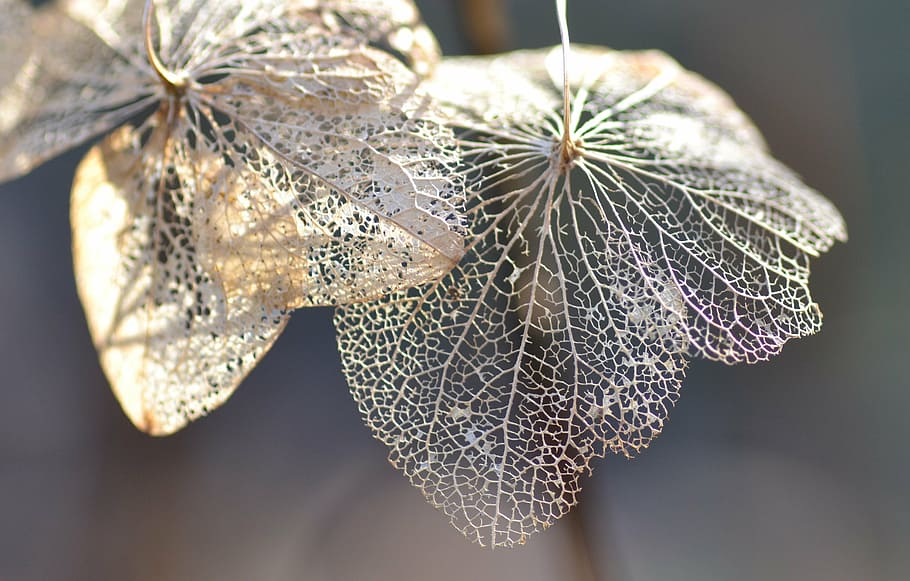 selective focus beige leaf, flower, macro, nature, winter, close-up HD wallpaper