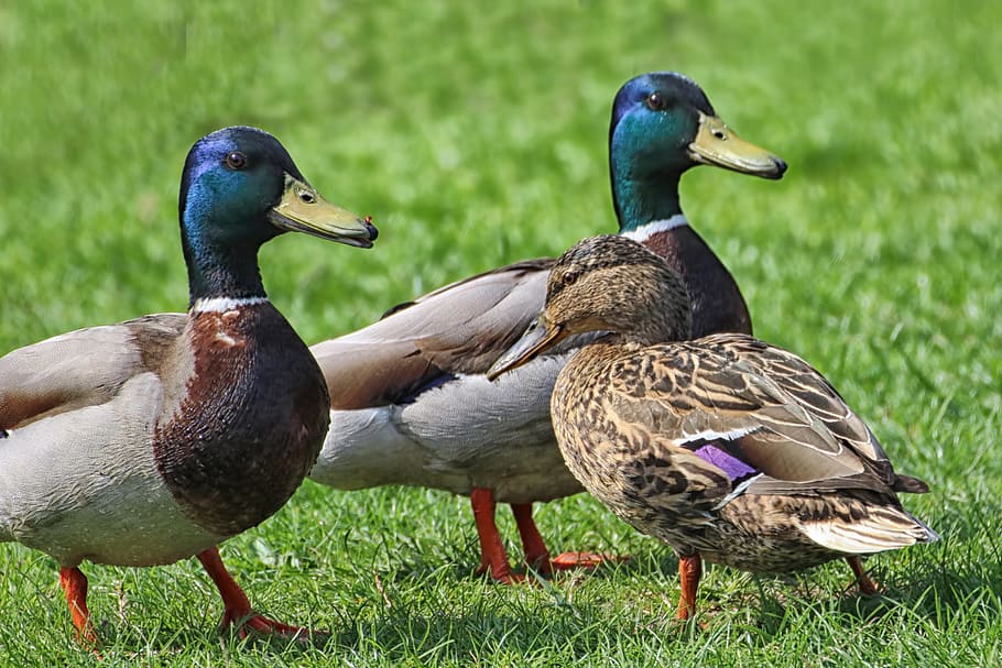 Ducks, Mallards, Meadow, Spring, spring meadow, waterfowl, drake HD wallpaper