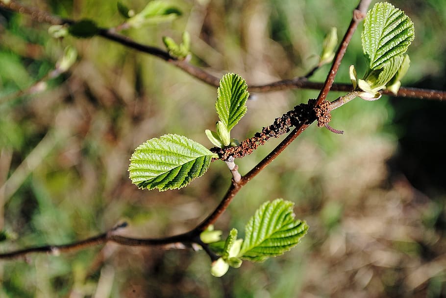 Branch, Tree, Leaves, Spring, nature, leaf, green Color, plant HD wallpaper