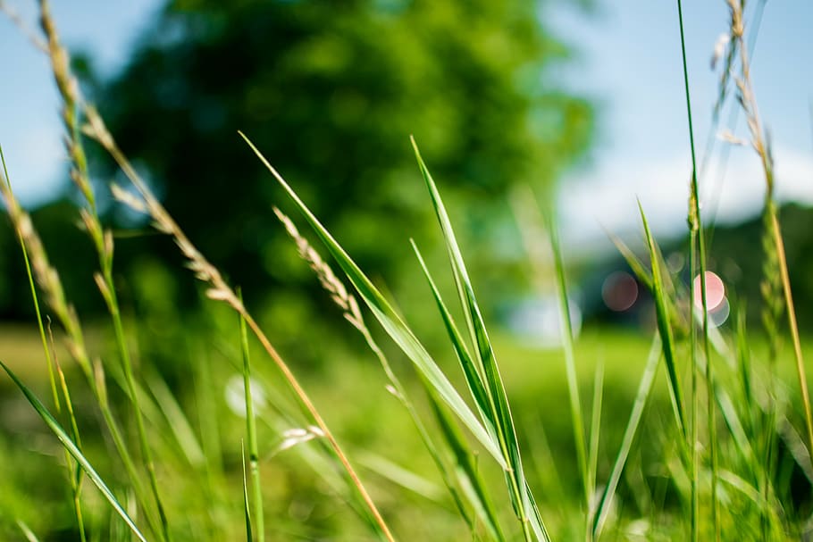 blur, blurry, close-up, dof, environment, field, grass, grass land HD wallpaper