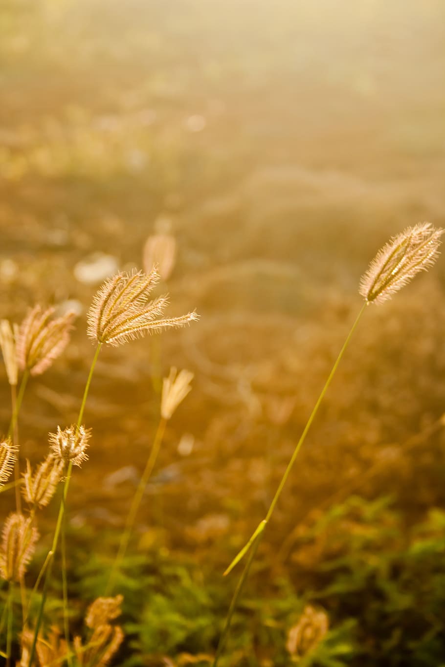fields, grass, golden, sunset, growth, plant, beauty in nature HD wallpaper