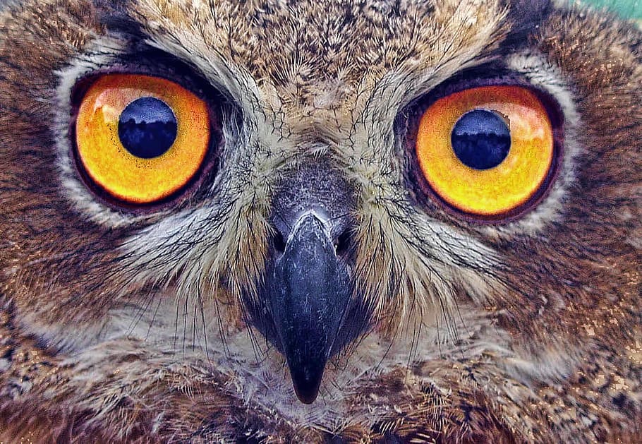 closeup photography of brown owl, eyes, stare, bird, feather, HD wallpaper