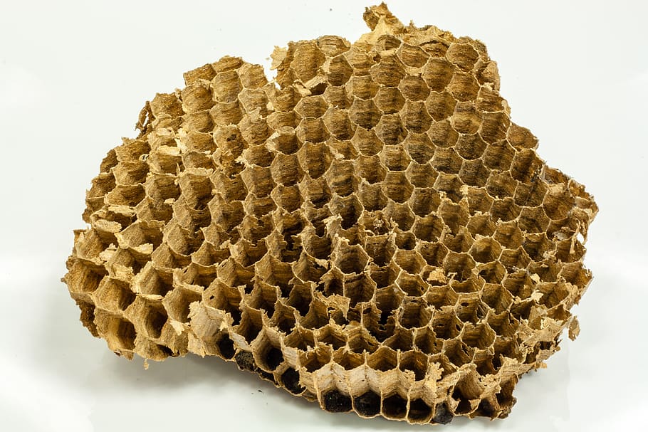 wasps, honeycomb, bees, nature, flowers, beehive, insects, insects hotel HD wallpaper