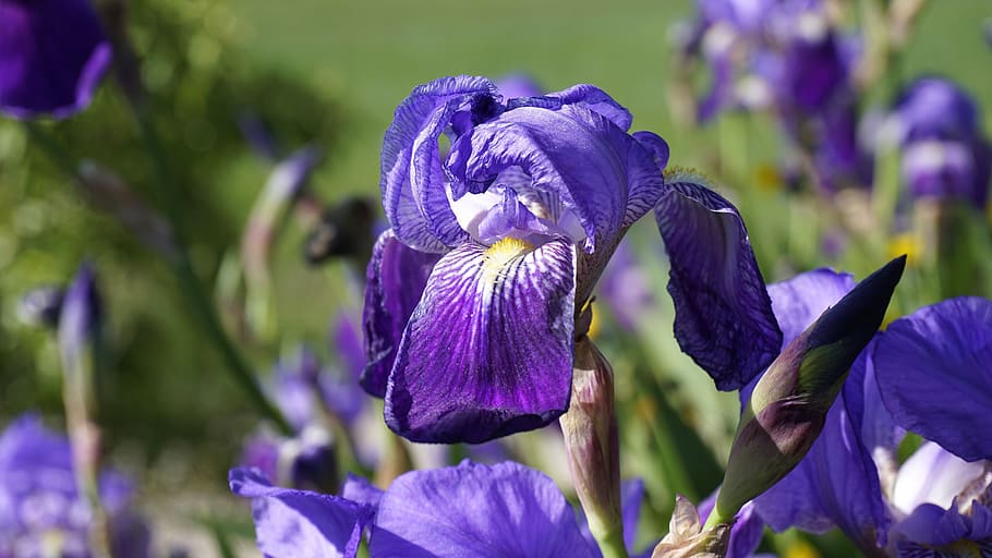 iris, flower, lily, flowering, spring, violet, flowers, violet flower HD wallpaper