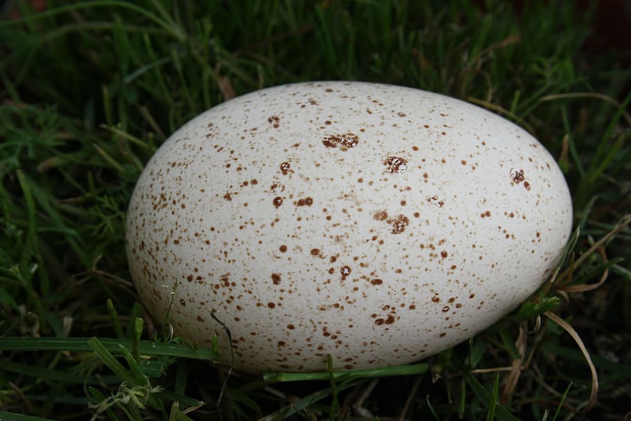Goose Egg, Poultry, Meadow, spotted, lime, eggshell, easter HD wallpaper