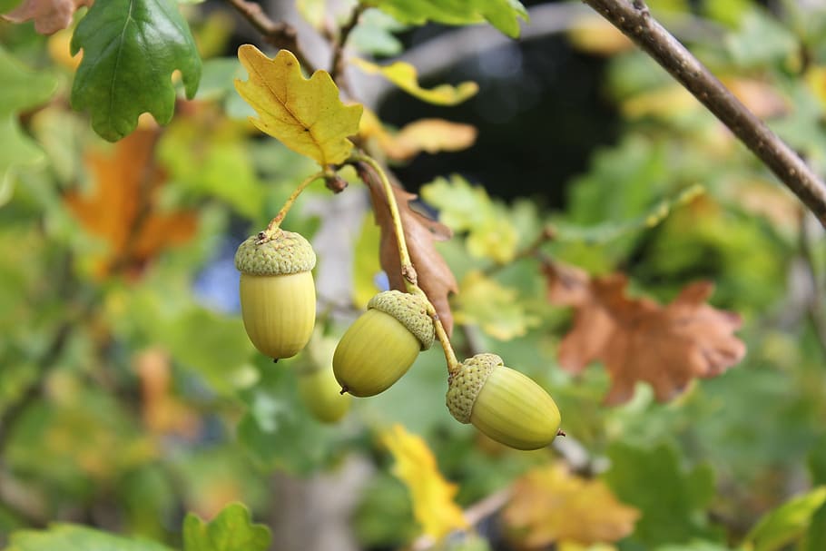 acorn, autumn, nuts, plant, growth, tree, fruit, focus on foreground HD wallpaper