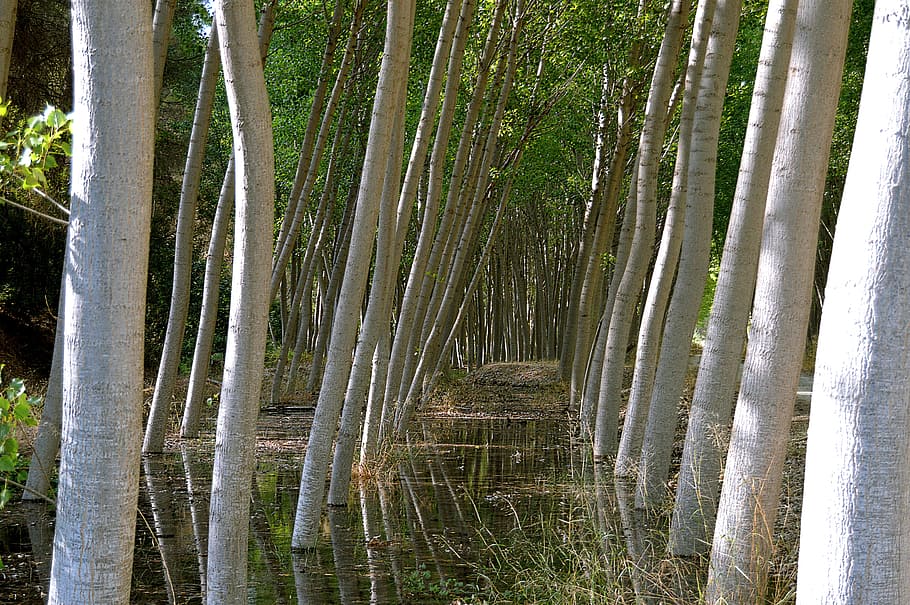 trunks, poplars, trees, trunk trees, tree trunk, nature, plant HD wallpaper