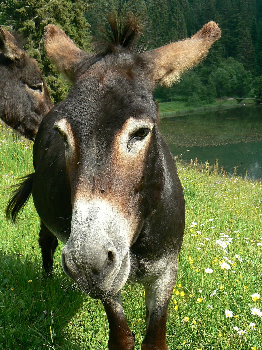 ane, animal, donkey, equine, long ears, têtu, robust, head, HD wallpaper