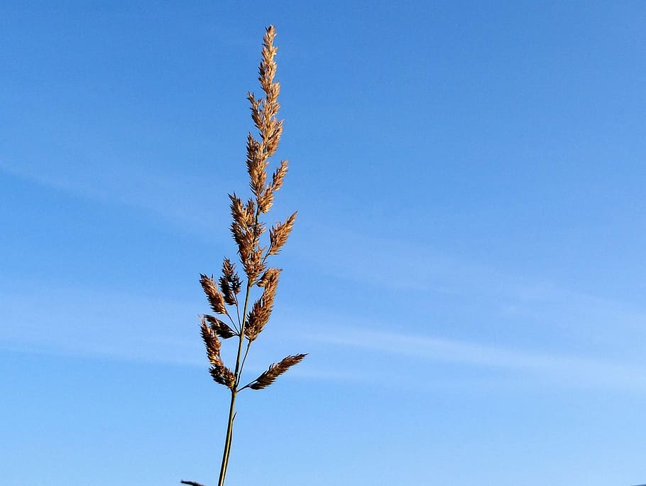 blade, sky, blue, grass, nature, plant, growth, no people, beauty in nature HD wallpaper