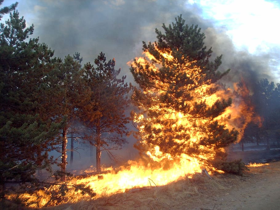 flamed tree, Pine, Fire, Flare, nature, forest, outdoors, landscape HD wallpaper