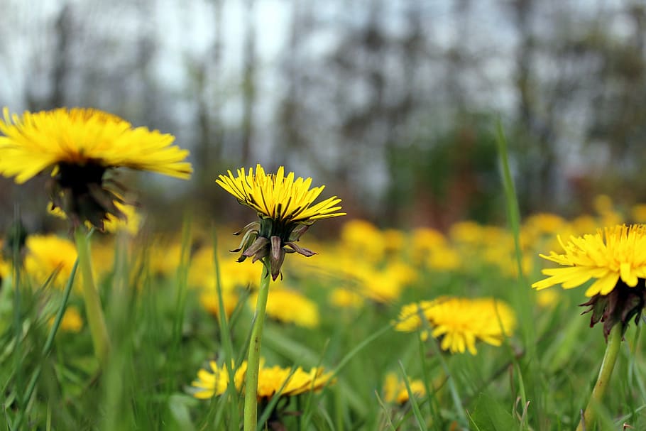 dandelions, nature, spring, flowers, yellow flowers, bloom HD wallpaper