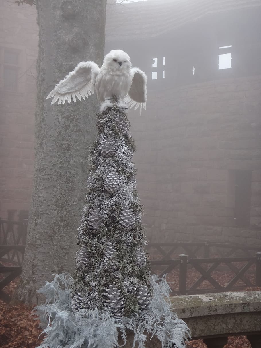 Owl, Atmosphere, Misty, Mystery, outdoors, no people, day, tree HD wallpaper